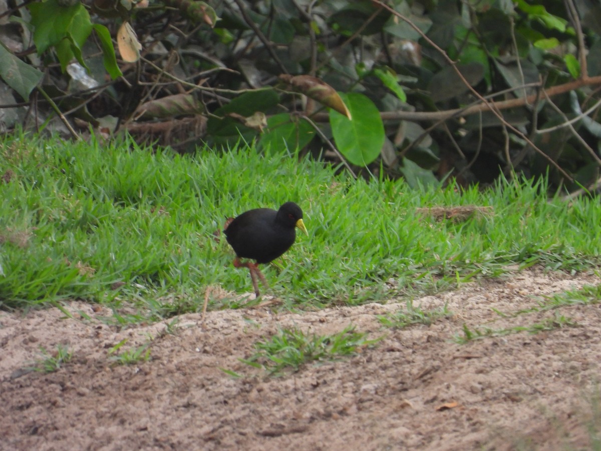 Black Crake - ML620817812