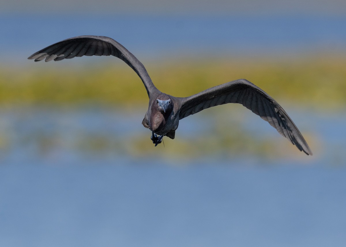 Little Blue Heron - Heyn de Kock