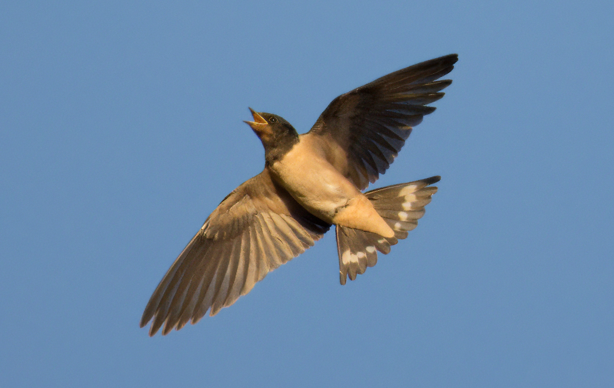 Barn Swallow - ML620817814