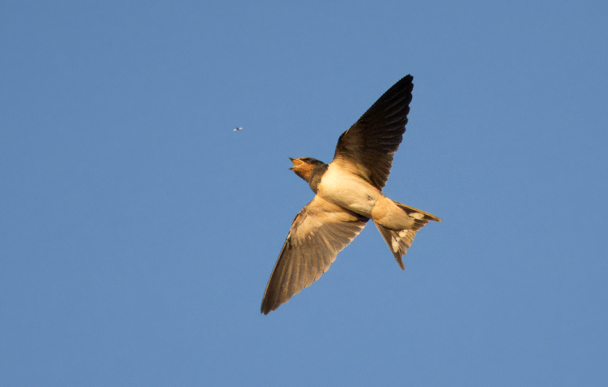 Barn Swallow - ML620817816