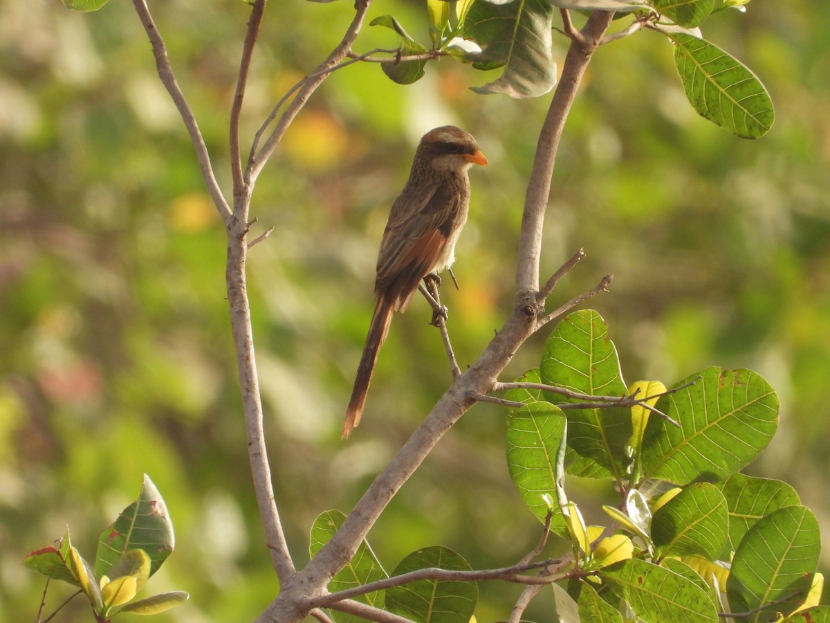 Yellow-billed Shrike - Michael McGowen