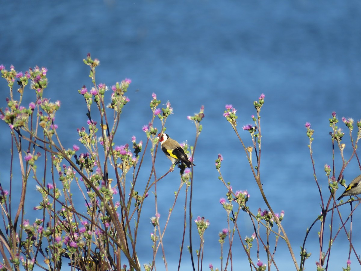 European Goldfinch - ML620817821