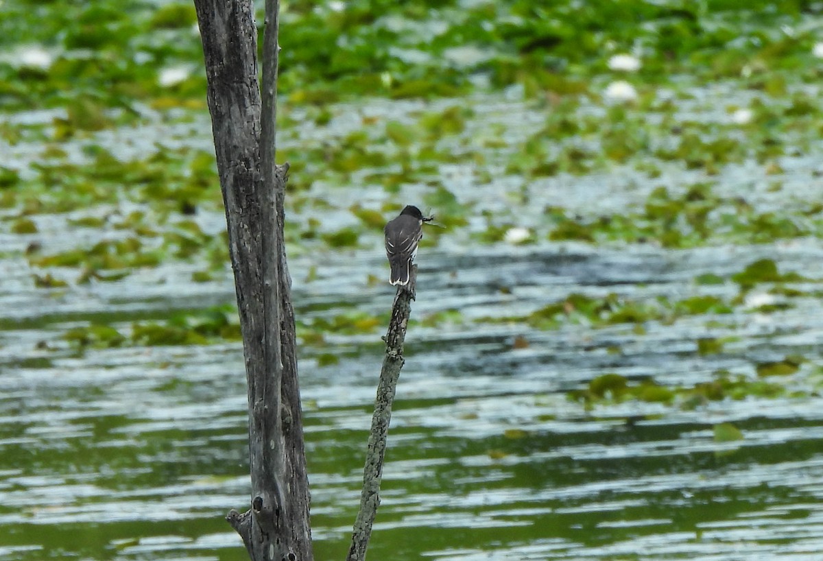 Eastern Kingbird - ML620817822