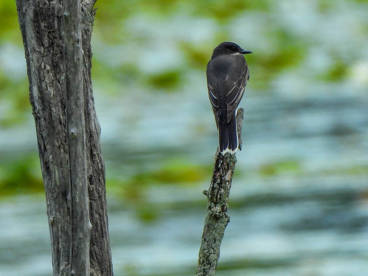 Eastern Kingbird - ML620817823