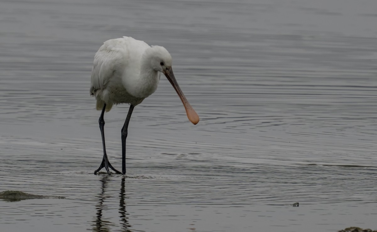 Eurasian Spoonbill - ML620817824