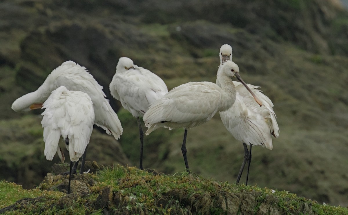 Eurasian Spoonbill - ML620817825