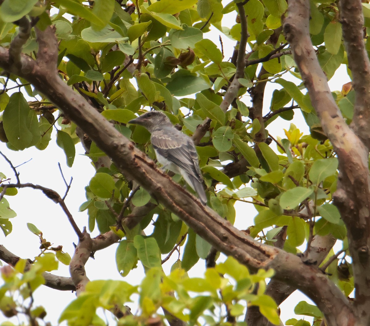 Large Cuckooshrike - ML620817826