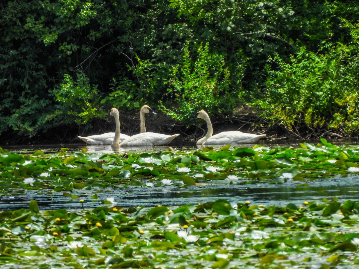 Trumpeter Swan - ML620817827