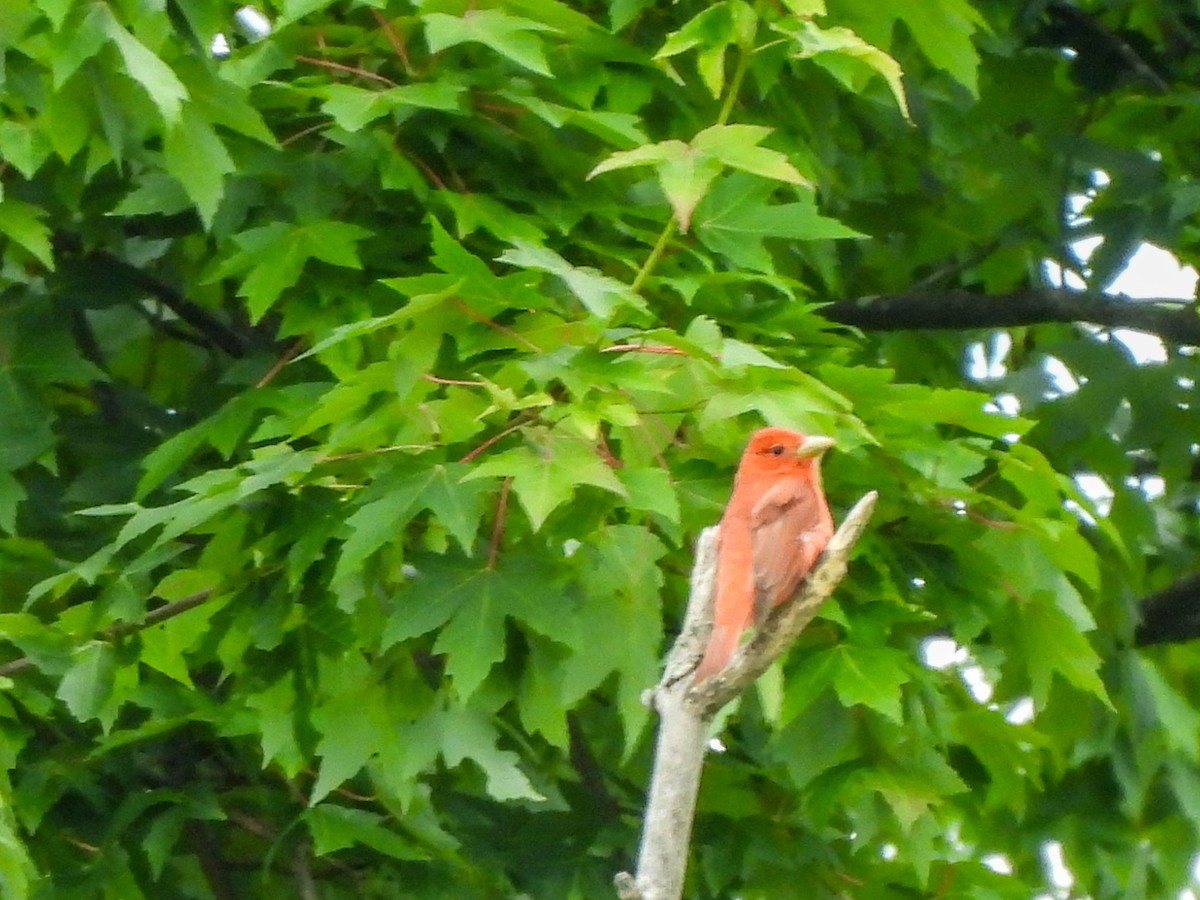 Summer Tanager - ML620817828