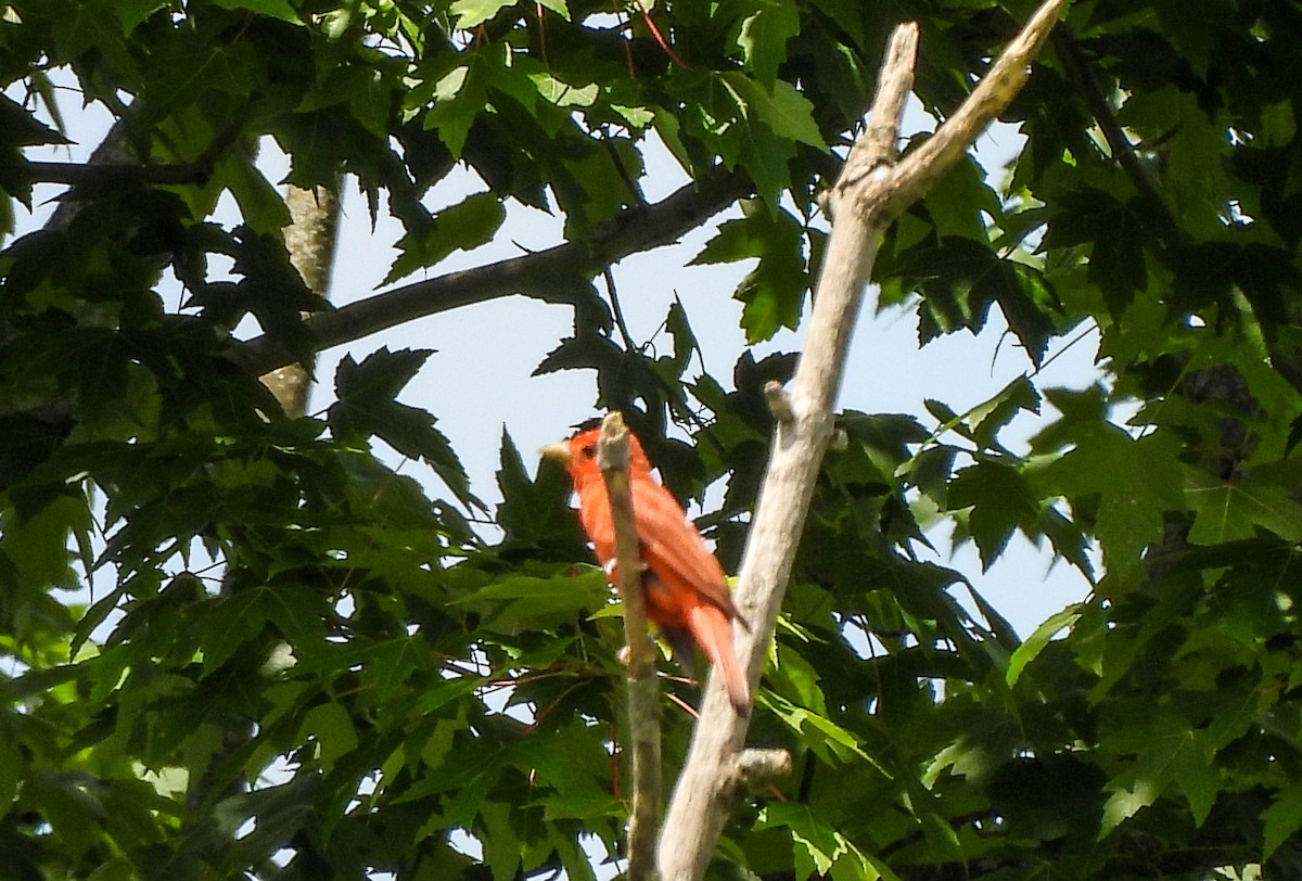 Summer Tanager - ML620817829