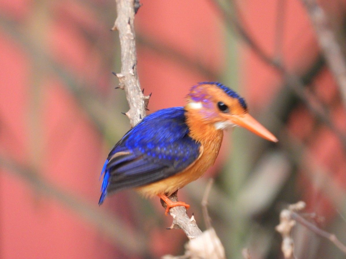 African Pygmy Kingfisher - ML620817830