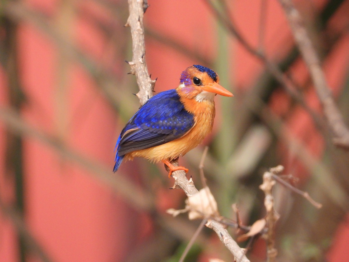 African Pygmy Kingfisher - ML620817831