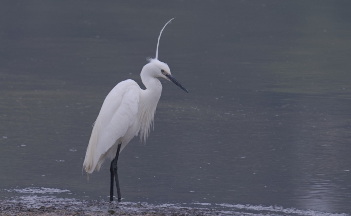 Little Egret - ML620817832