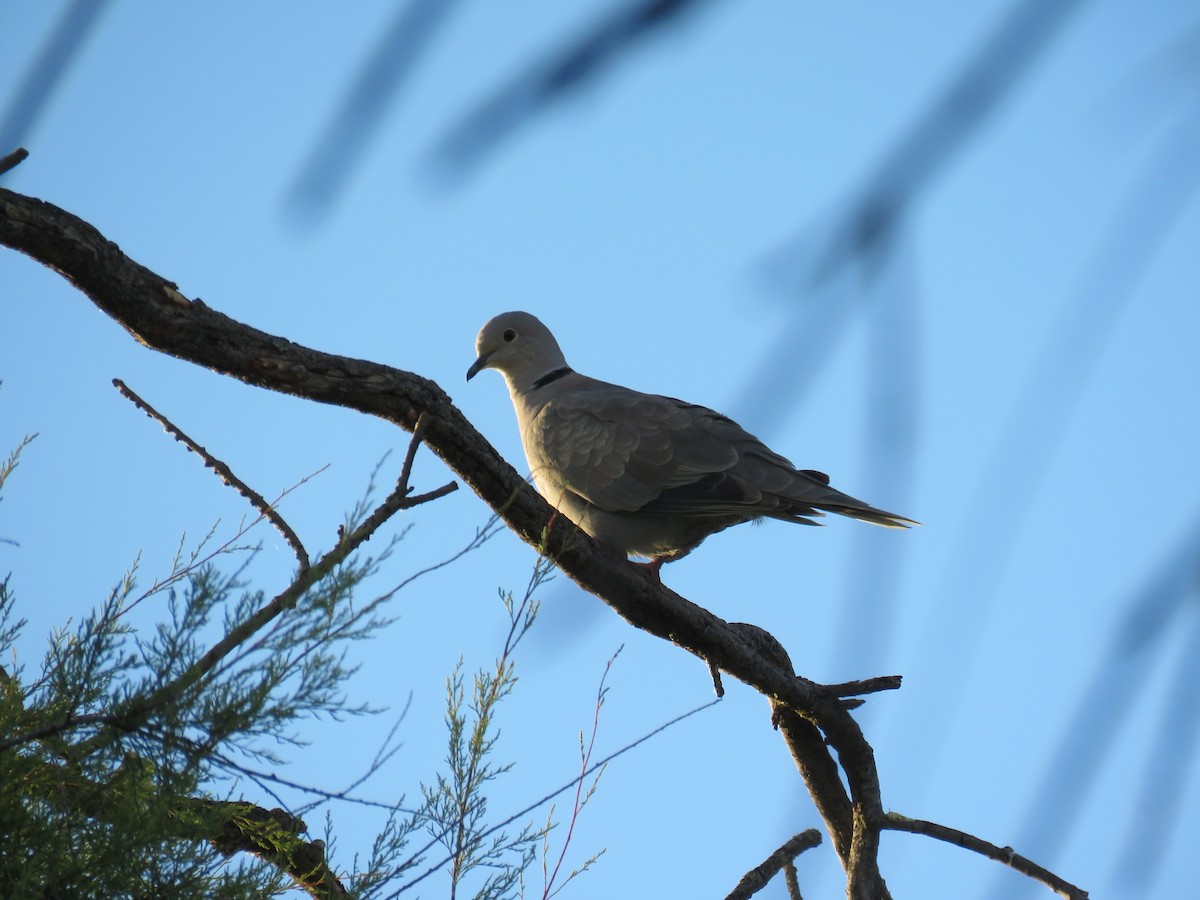 Eurasian Collared-Dove - ML620817833