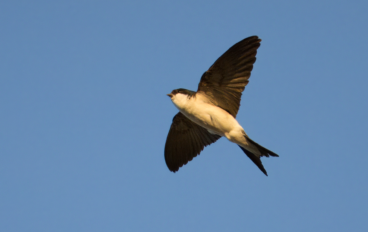 Western House-Martin - ML620817834