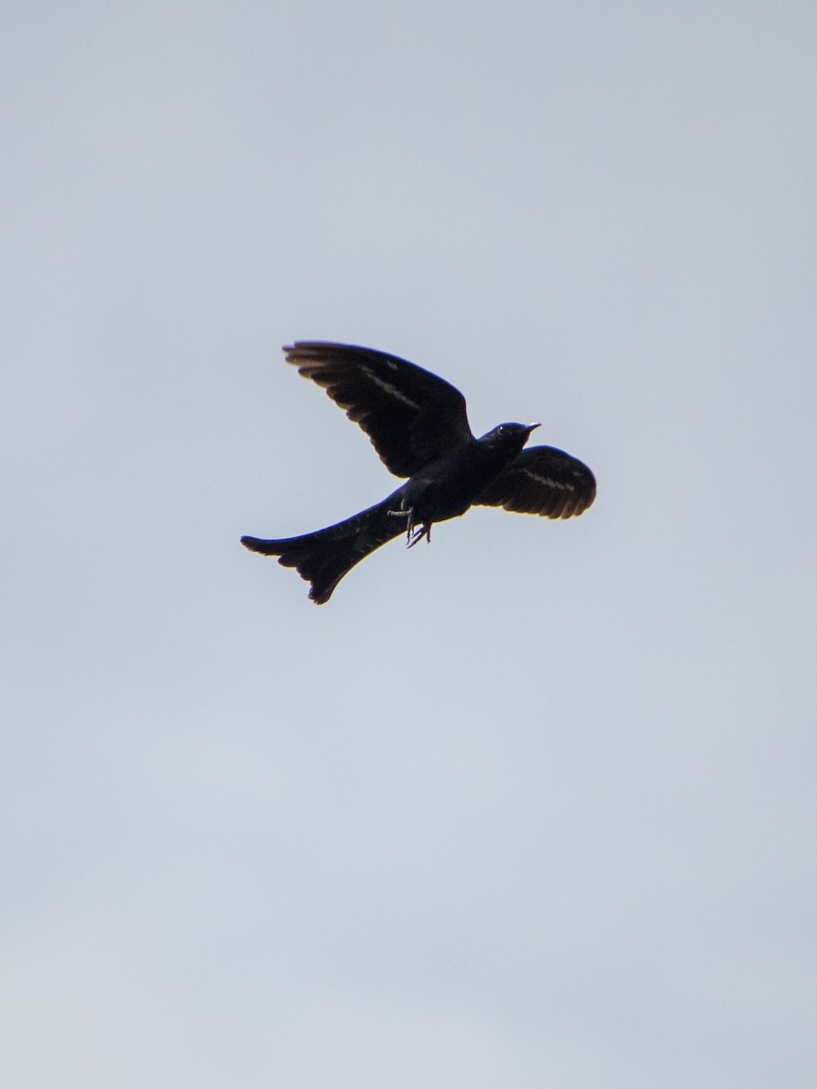 Fork-tailed Drongo-Cuckoo - ML620817835