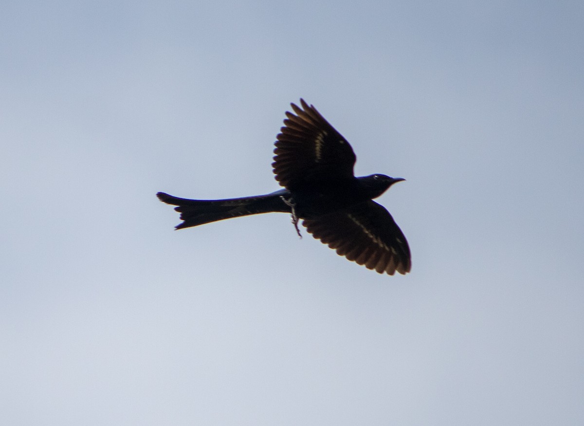 Fork-tailed Drongo-Cuckoo - ML620817836