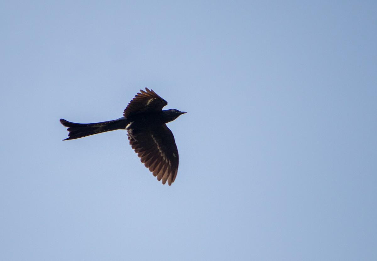 Fork-tailed Drongo-Cuckoo - ML620817837