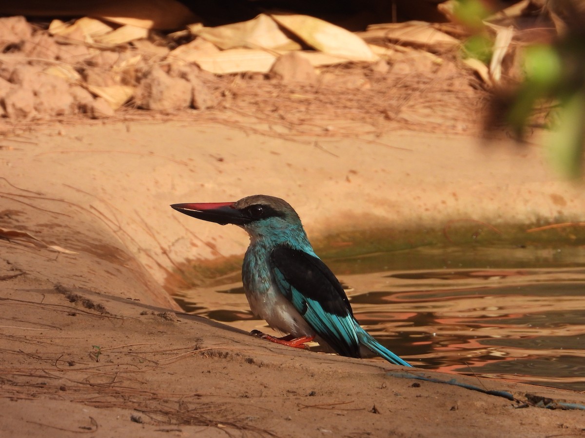 Blue-breasted Kingfisher - ML620817838