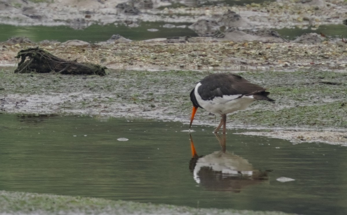 Eurasian Oystercatcher - ML620817839