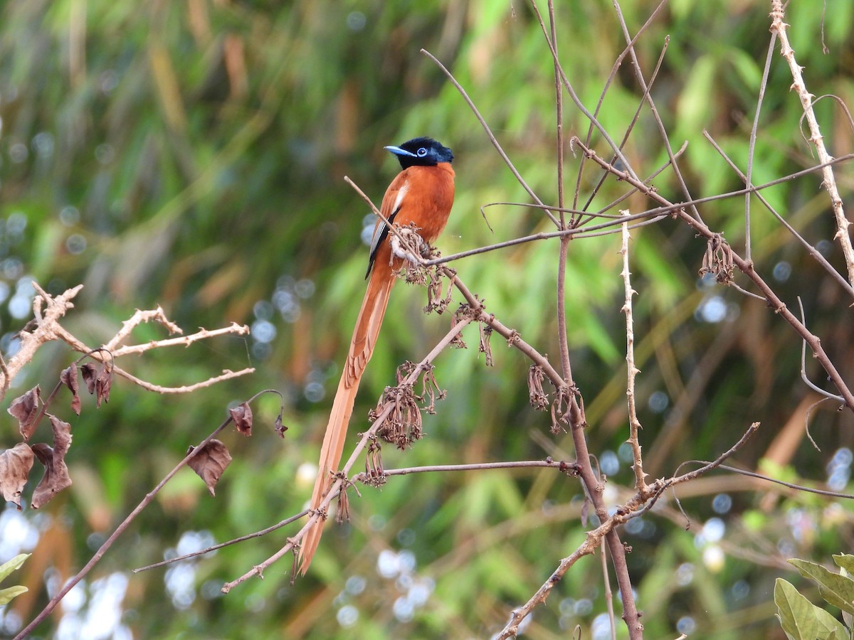 Black-headed Paradise-Flycatcher - ML620817845