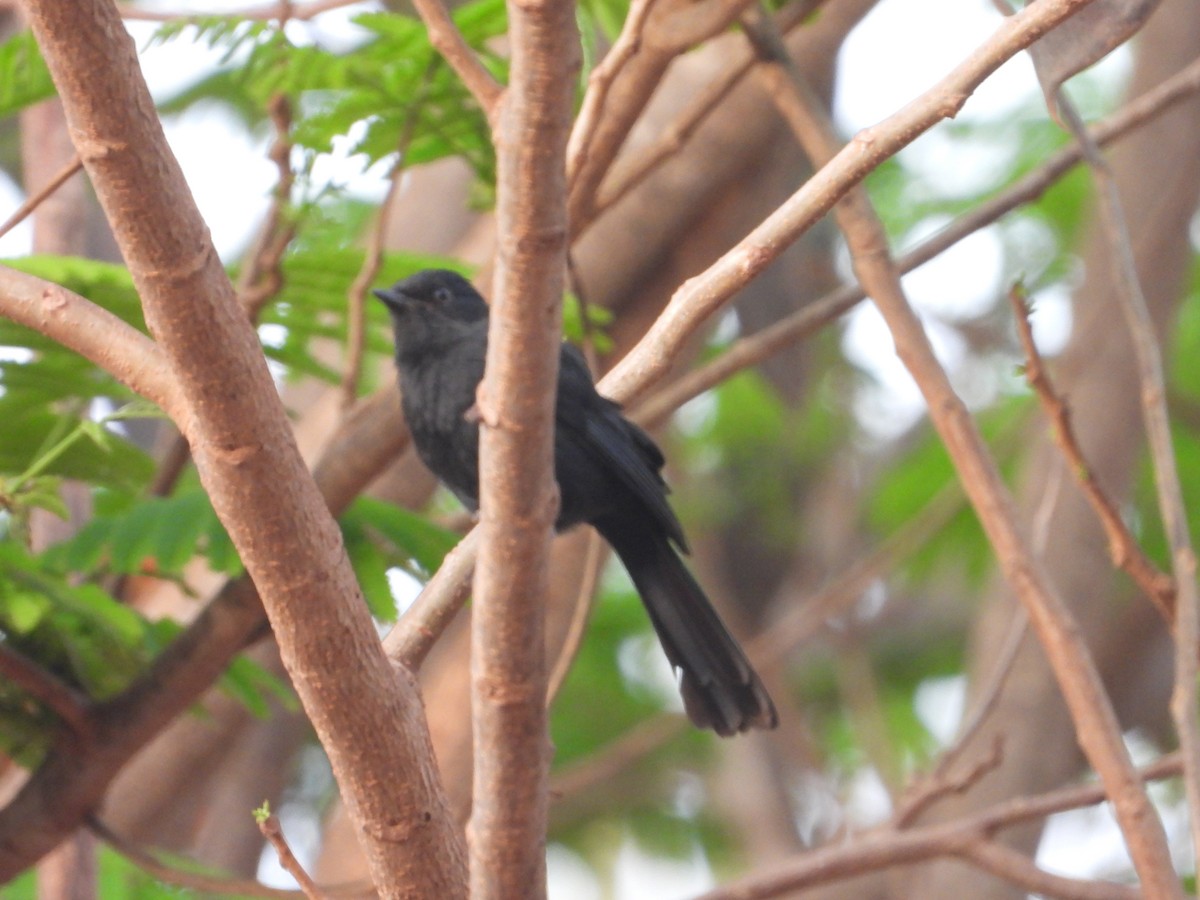 Northern Black-Flycatcher - Michael McGowen