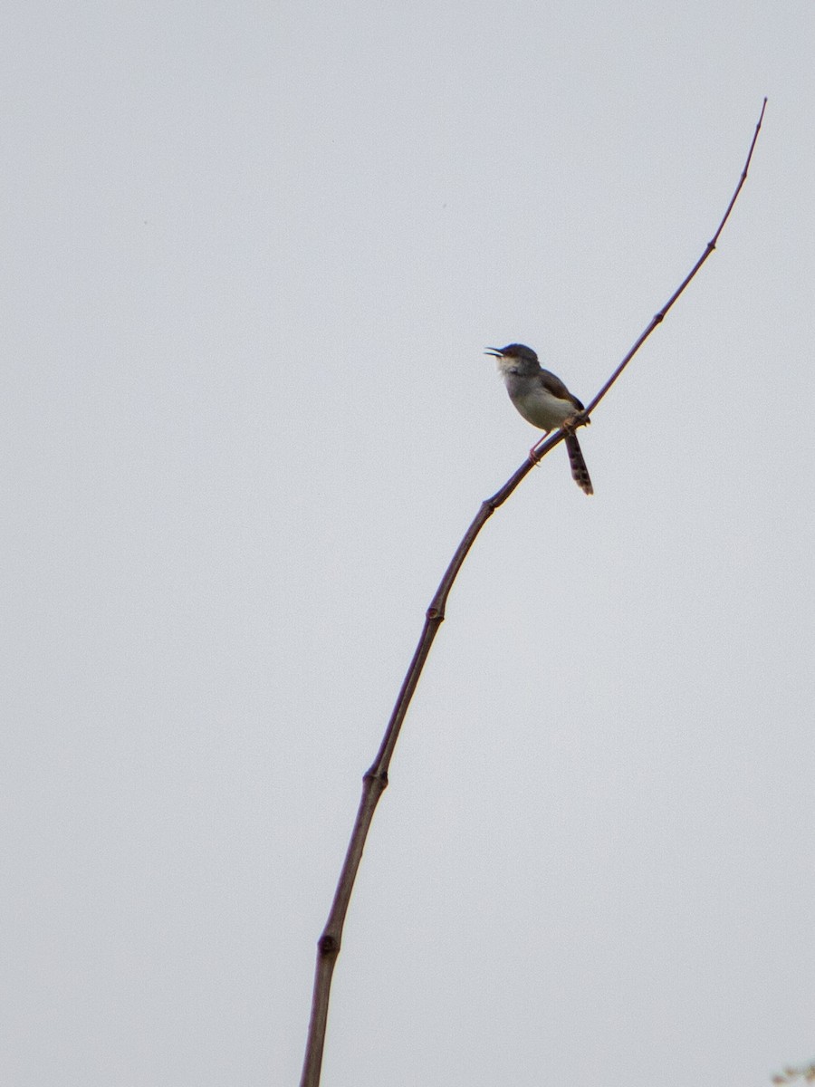 Gray-breasted Prinia - ML620817849