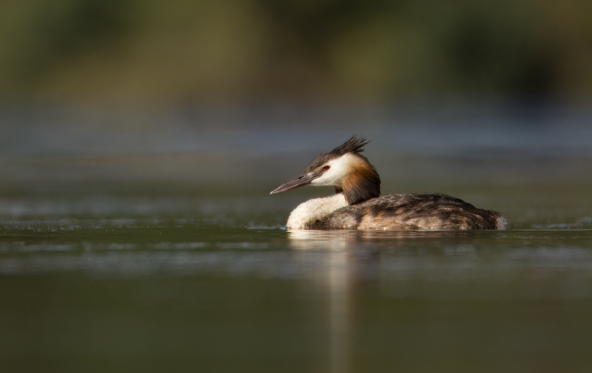 Great Crested Grebe - ML620817850