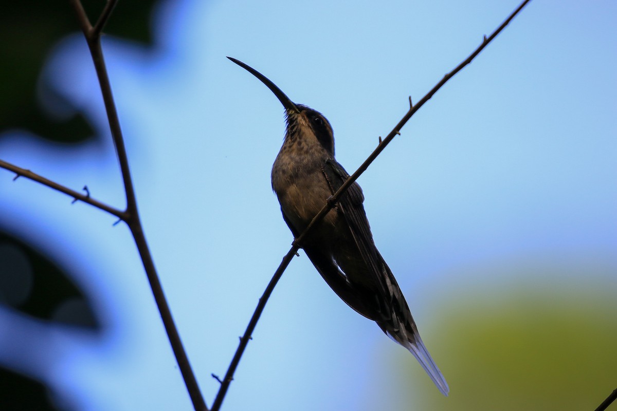 Scale-throated Hermit - ML620817851