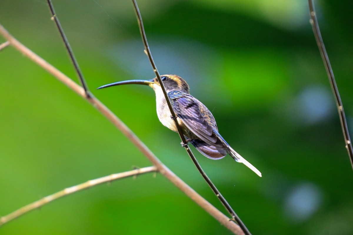 Scale-throated Hermit - ML620817852