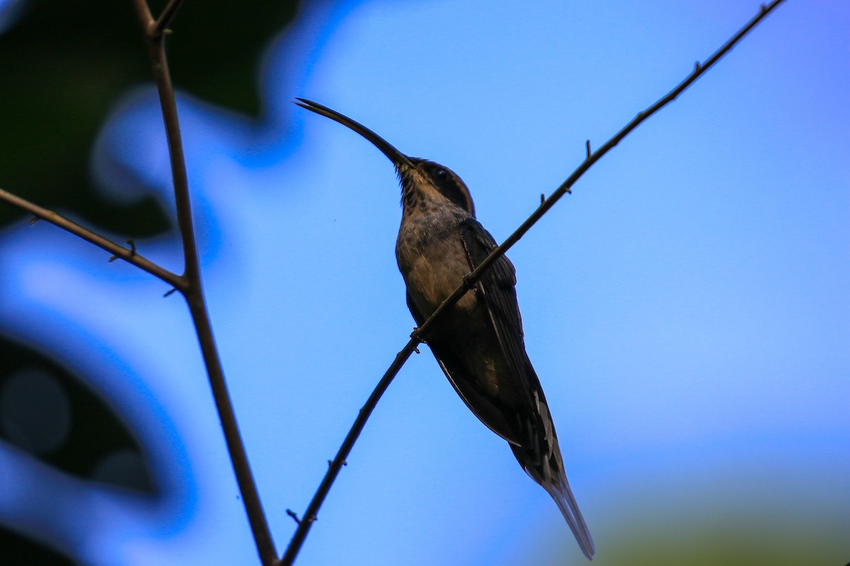 Scale-throated Hermit - ML620817853