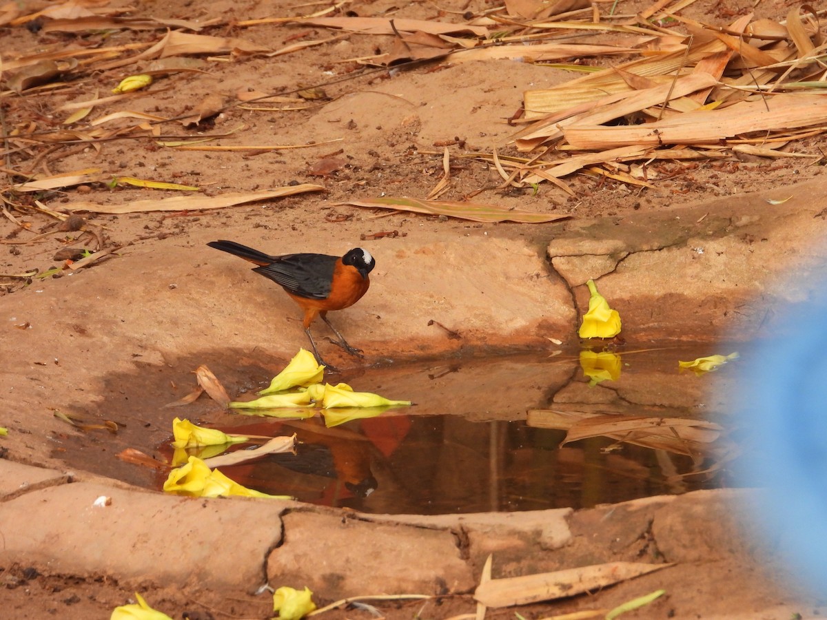 Snowy-crowned Robin-Chat - ML620817854