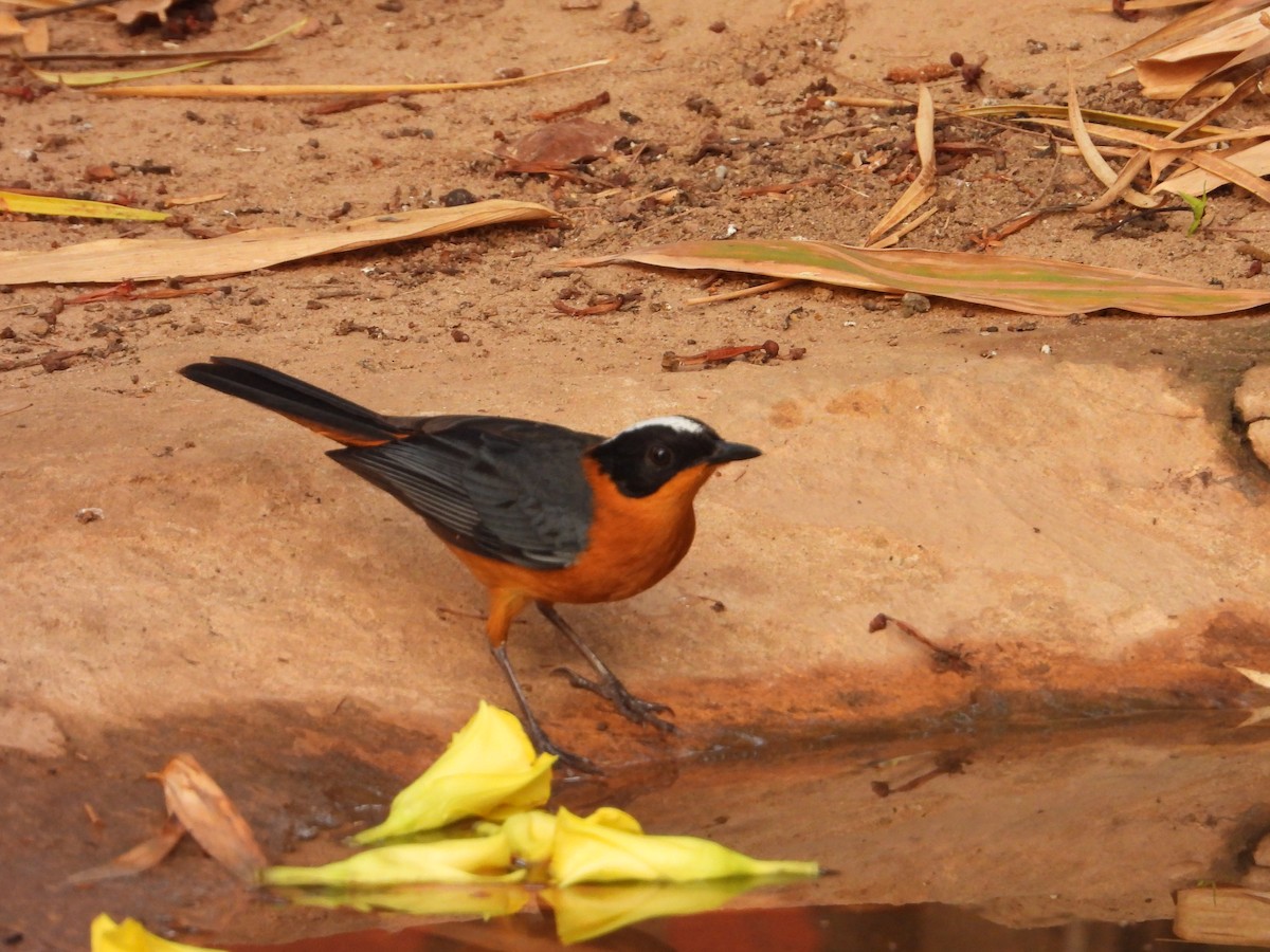 Snowy-crowned Robin-Chat - ML620817855