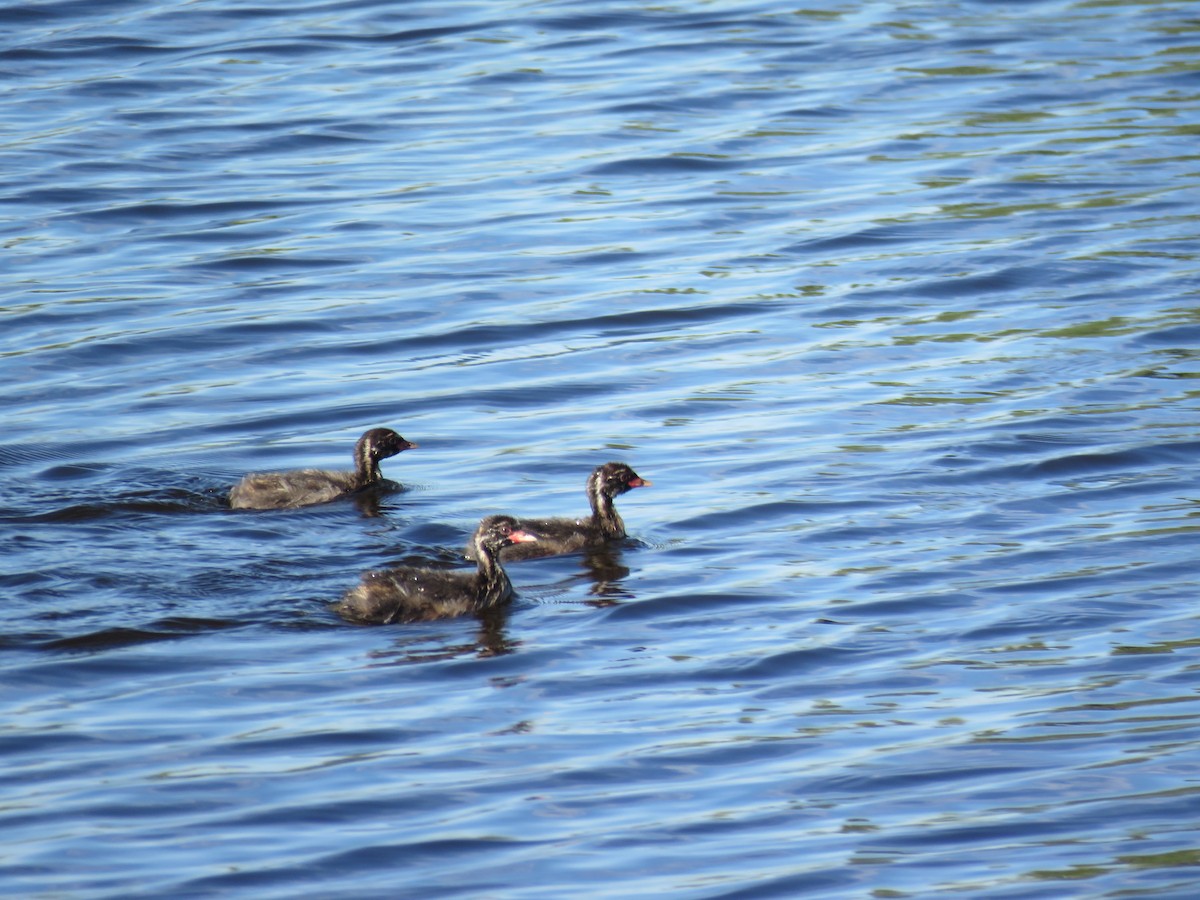 Little Grebe - ML620817857