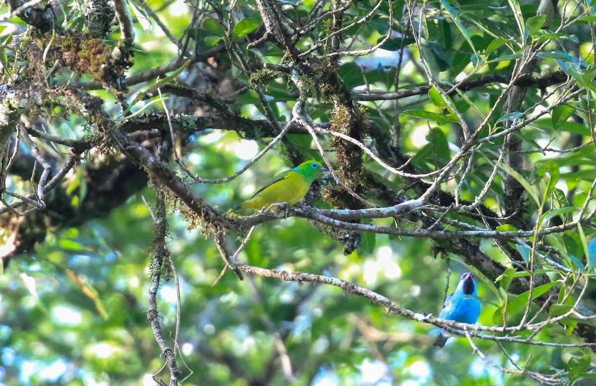 Blue-naped Chlorophonia - ML620817858