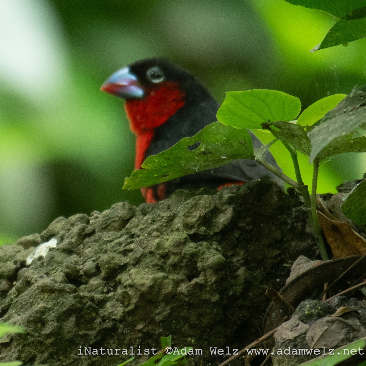 Western Bluebill - ML620817861