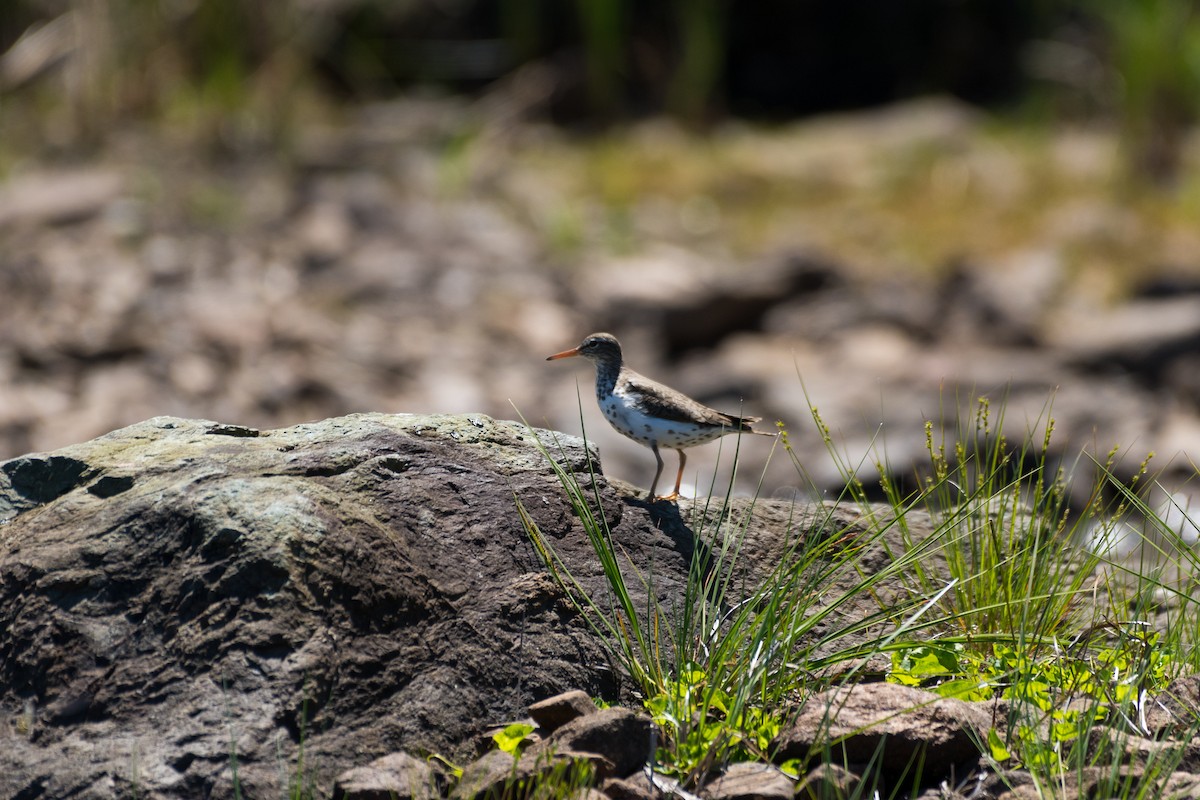 Spotted Sandpiper - ML620817863