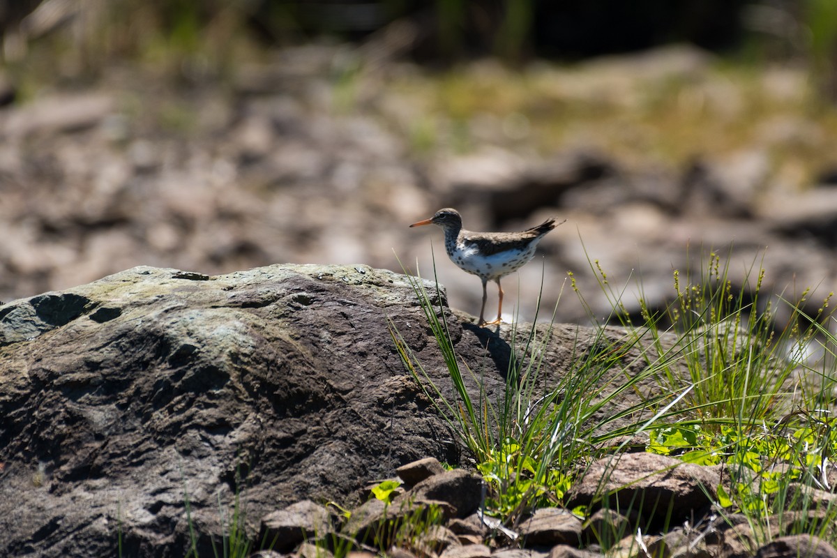 Spotted Sandpiper - ML620817864