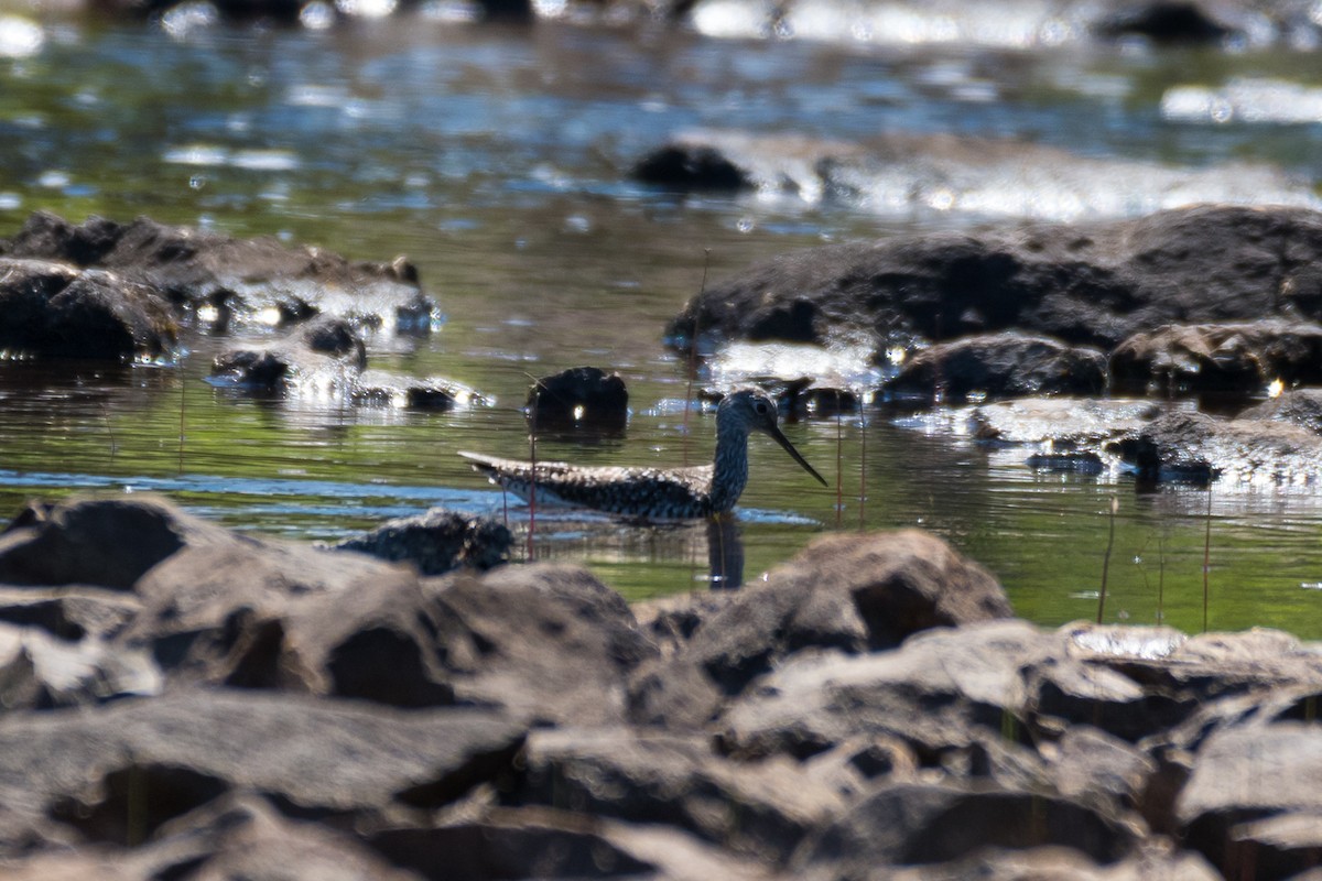 Greater Yellowlegs - ML620817865