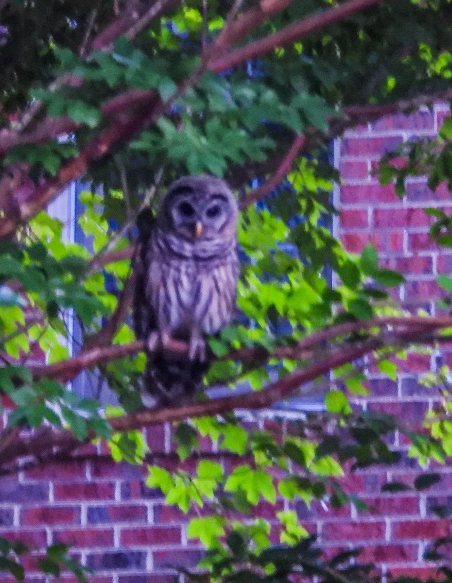 Barred Owl - ML620817867