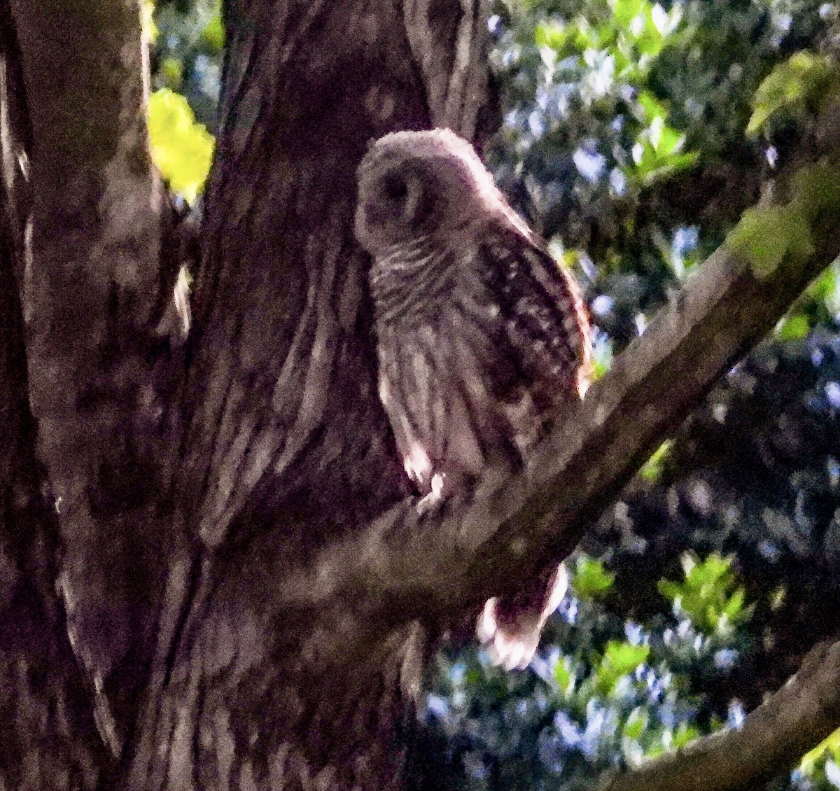 Barred Owl - ML620817868