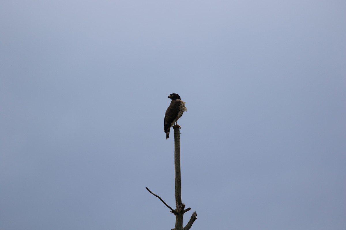 Roadside Hawk - ML620817871