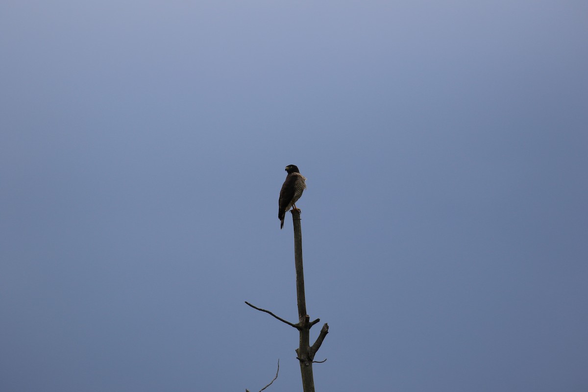 Roadside Hawk - ML620817873