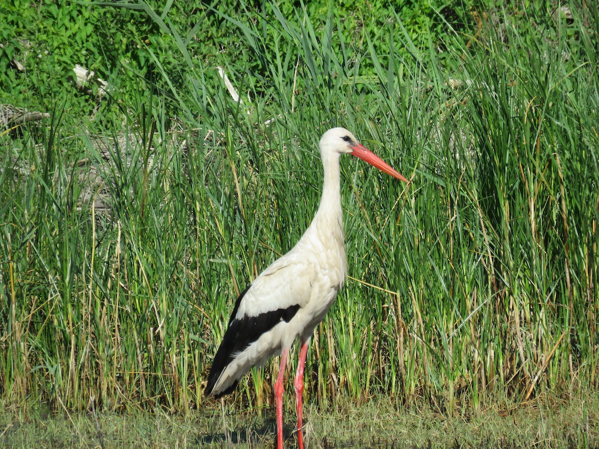 White Stork - ML620817875