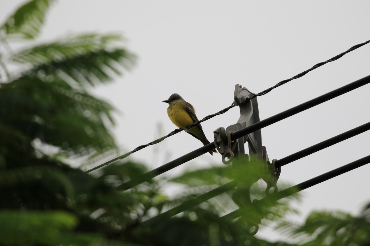 Tropical Kingbird - ML620817876