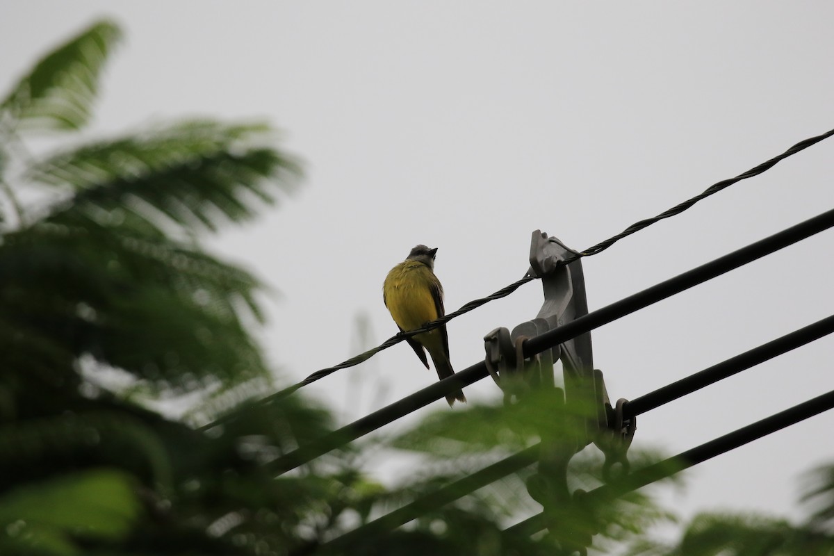 Tropical Kingbird - ML620817877