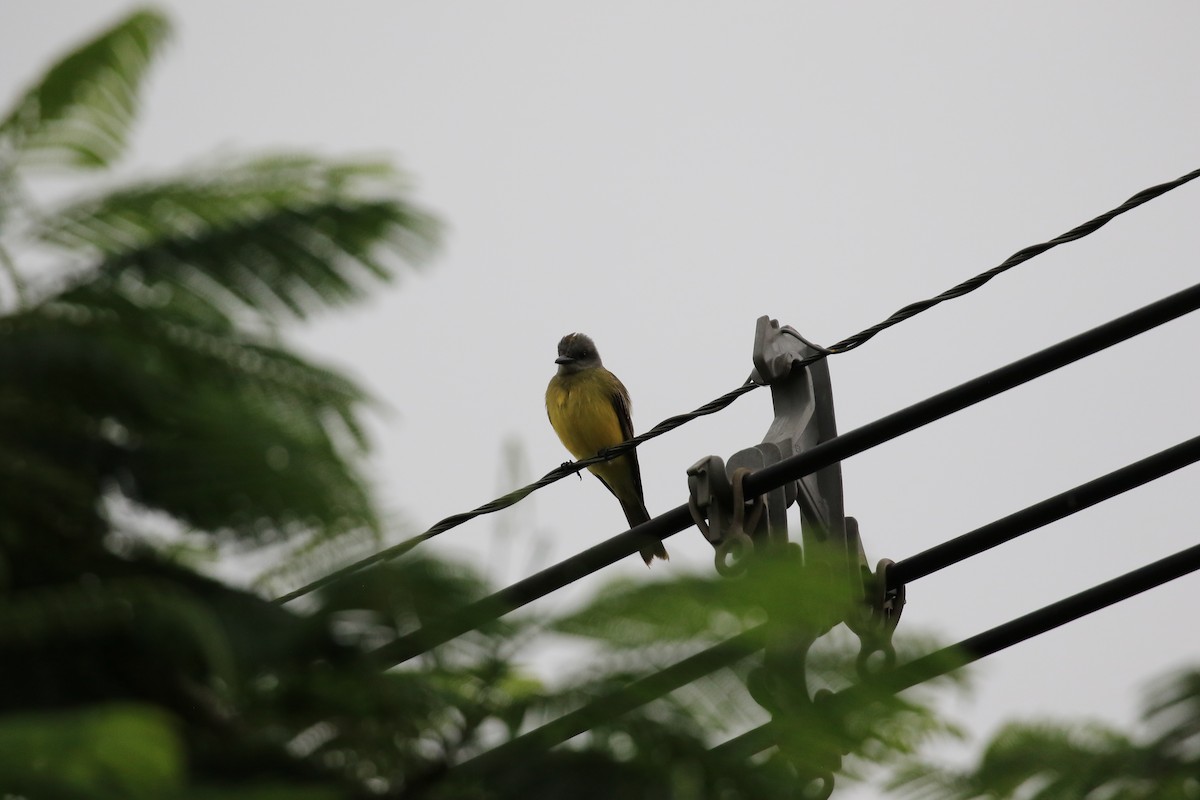 Tropical Kingbird - ML620817878