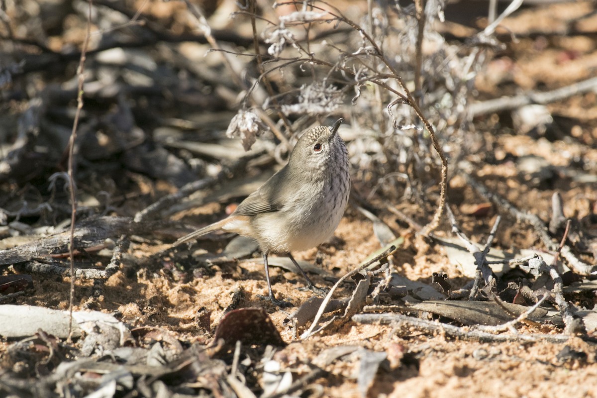 Inland Thornbill - ML620817879