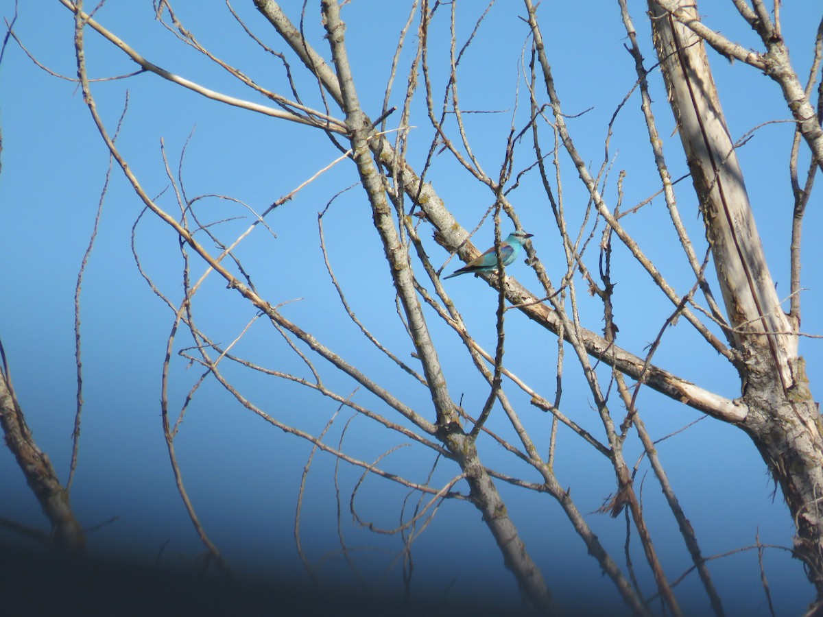 European Roller - ML620817884