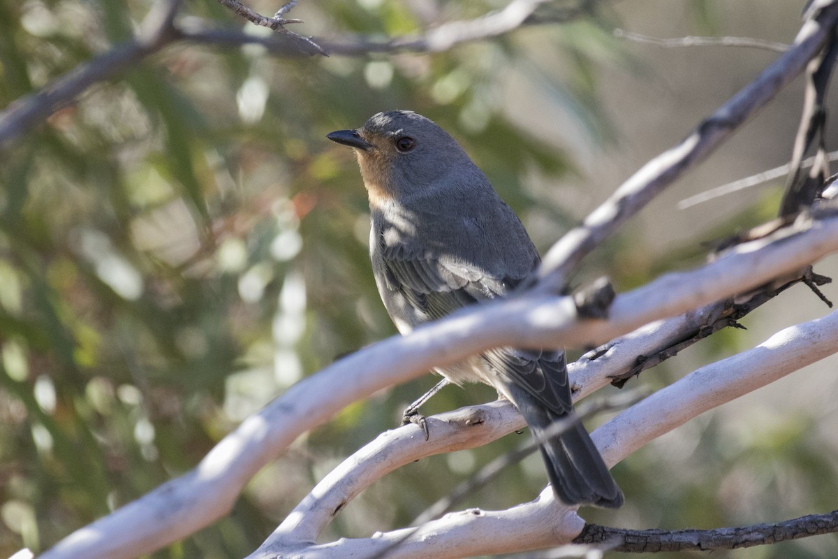 Red-lored Whistler - ML620817887